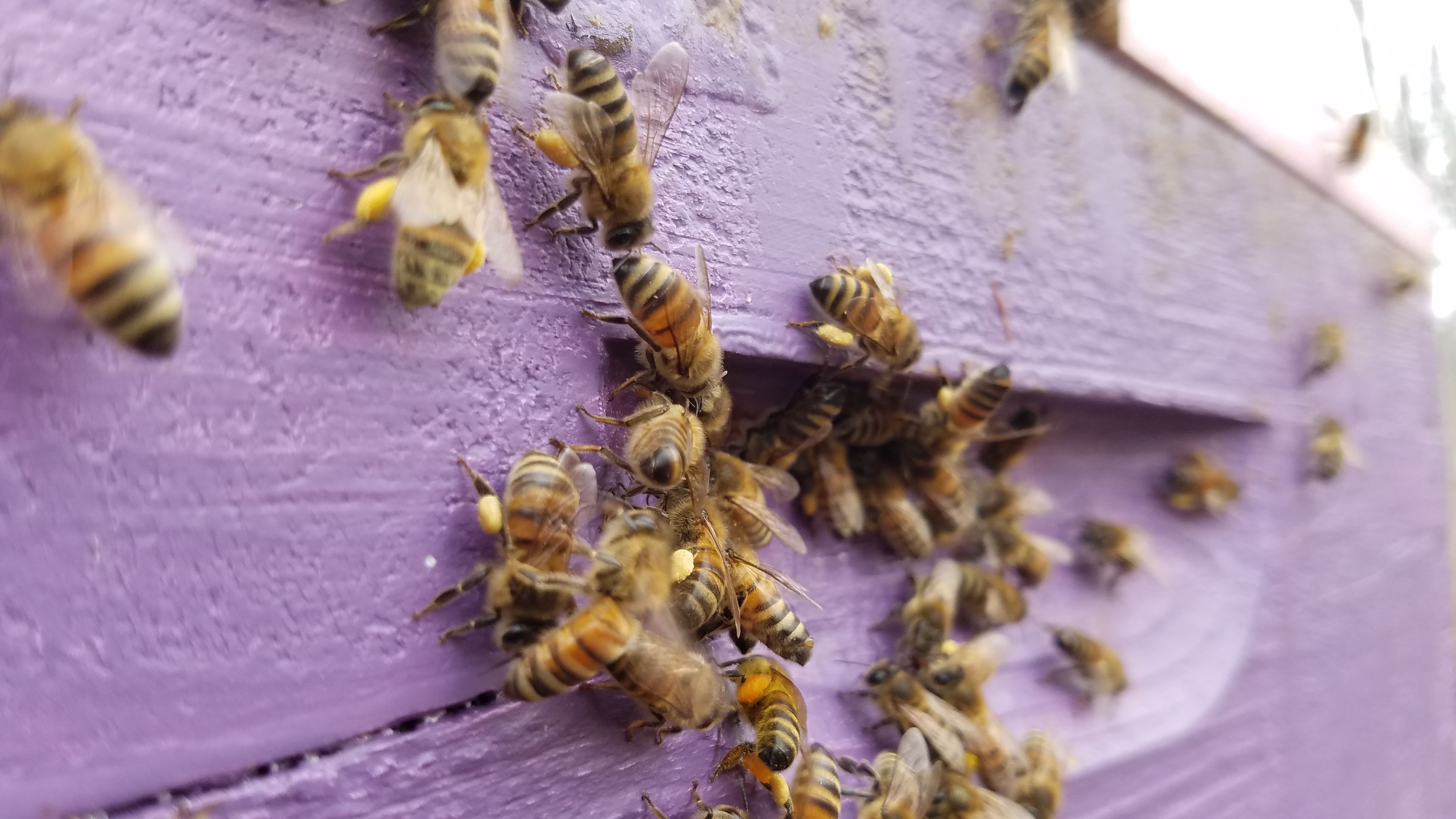Yellow pollen on bees
