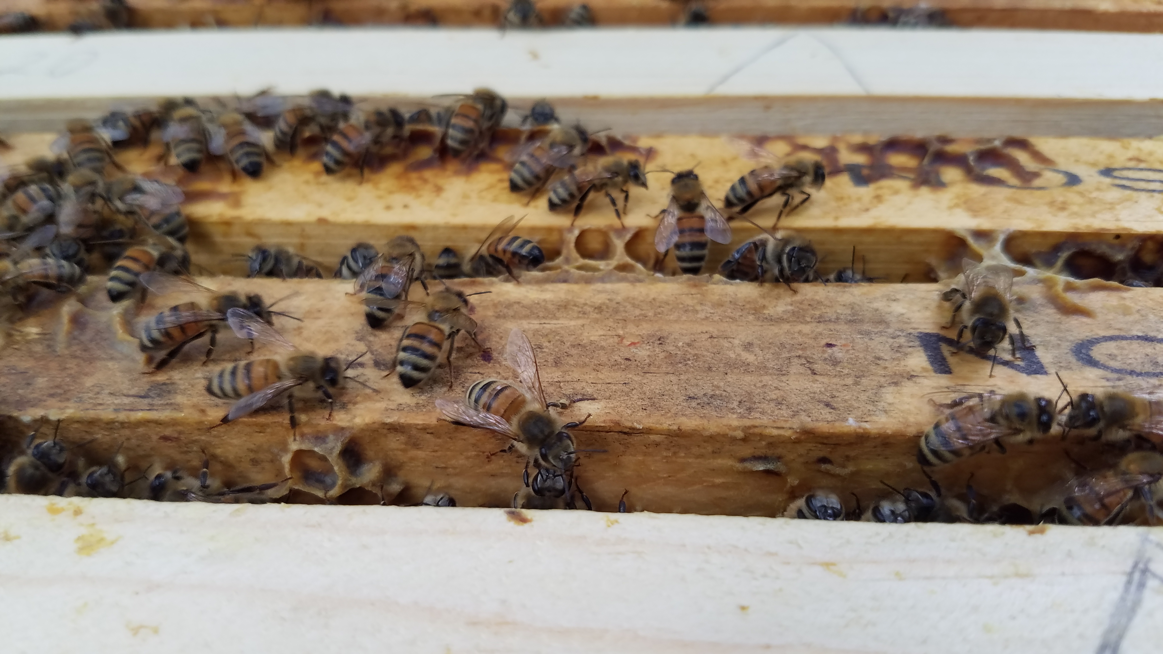 Bees on Frames