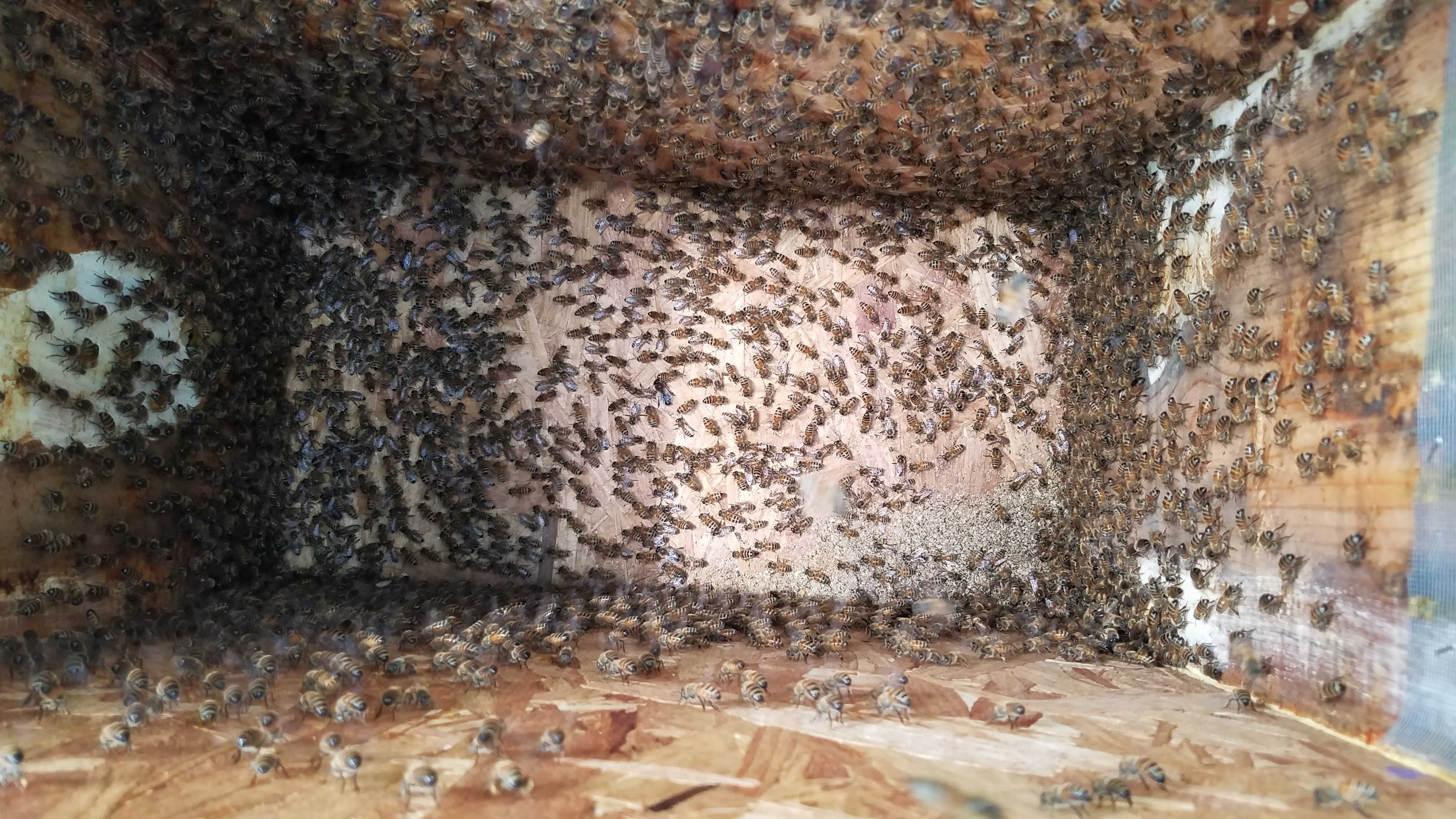 Bees from the swarm