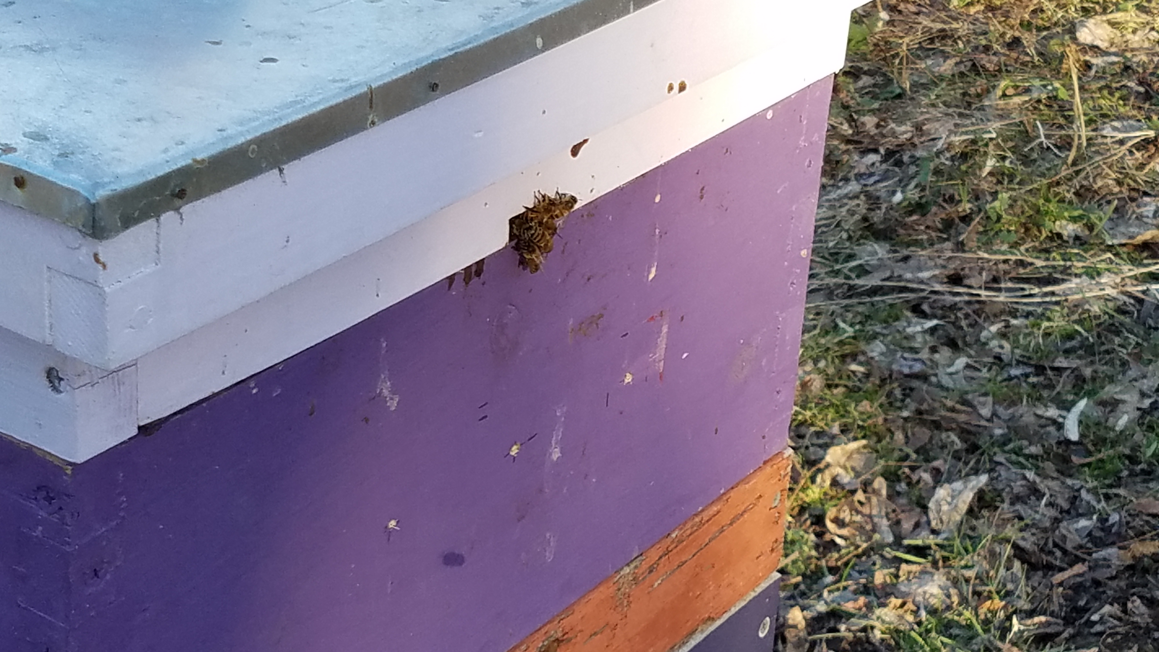 Bee Hive with bees