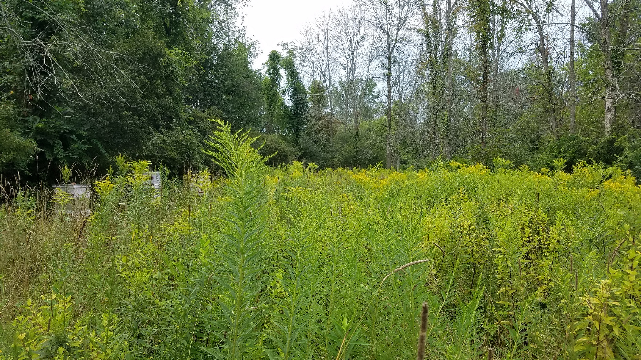 Field of golden rod with bee hives. 