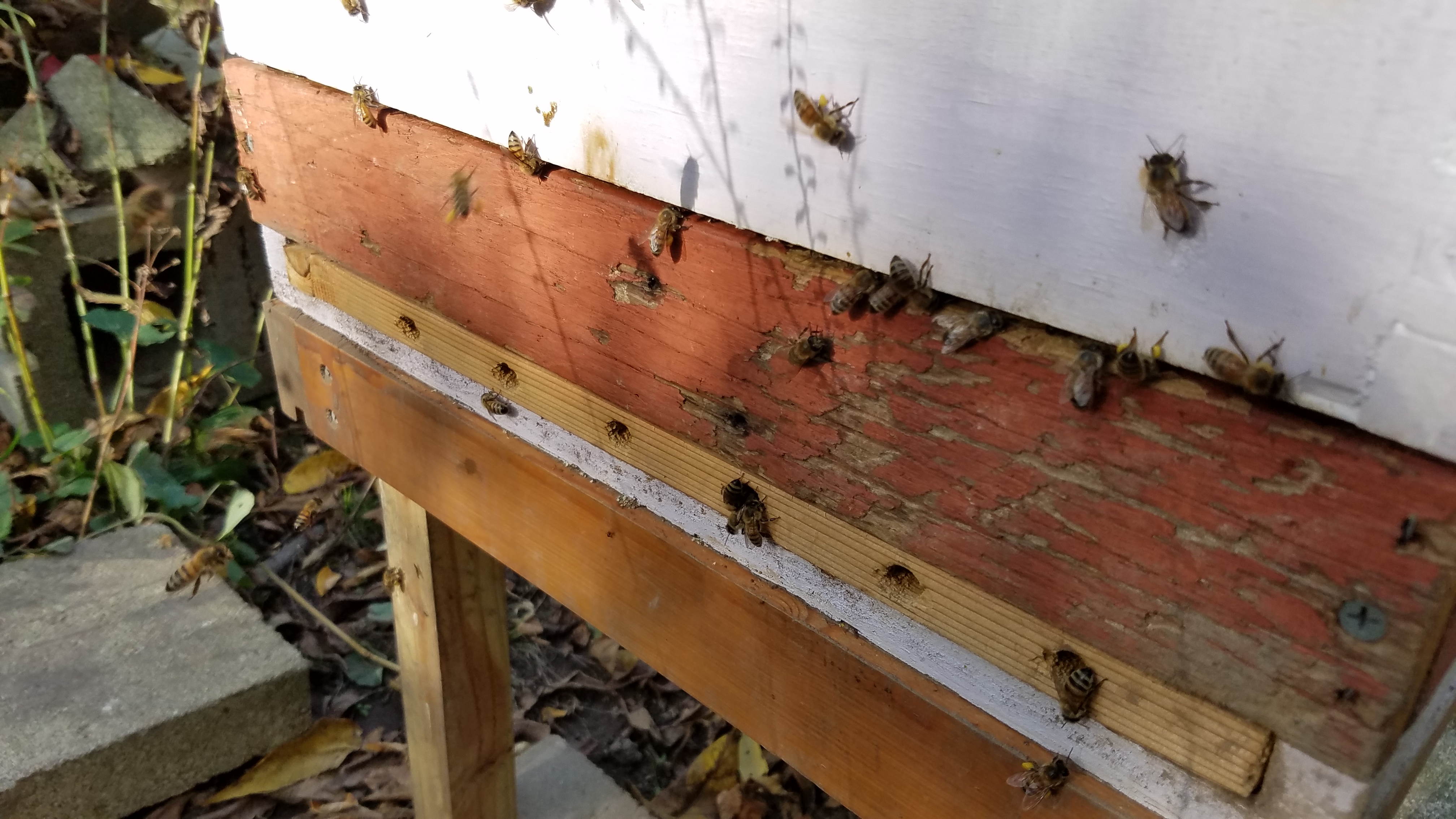 Bee Hive with bees 
