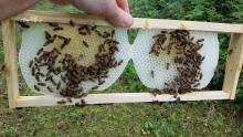 Bees building honey comb