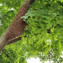 A Swarm of Bees in a tree.